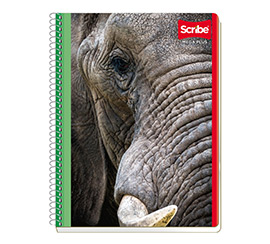 Catalogo